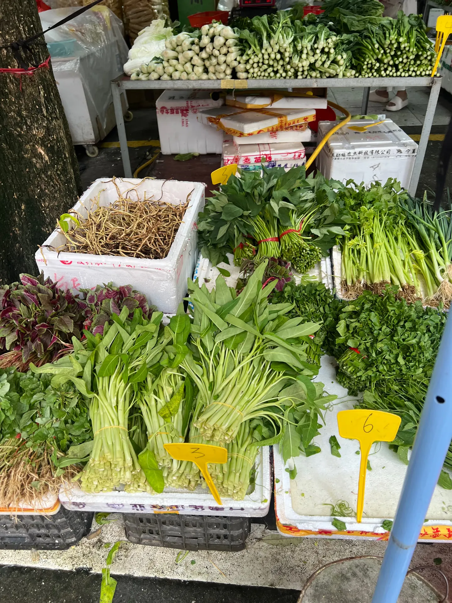 Leafy greens on display