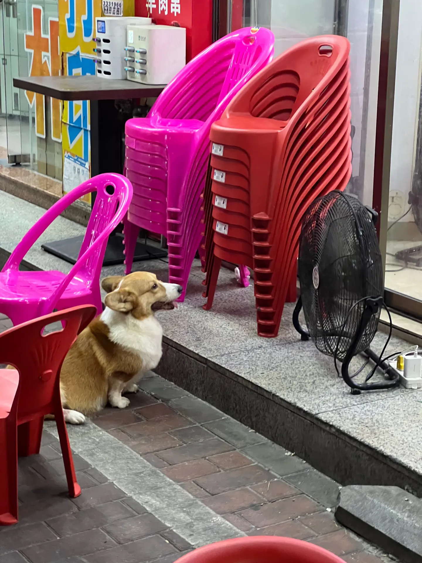 A Welsh corgi by the chairs outside a shop